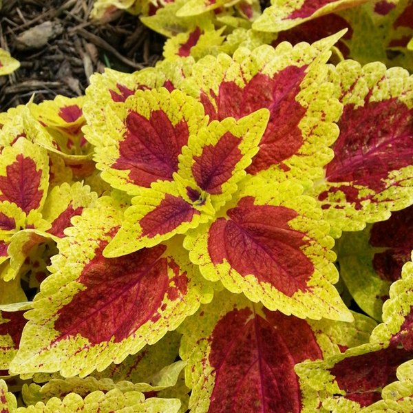 Raspberry Tart Stained Glassworks Coleus