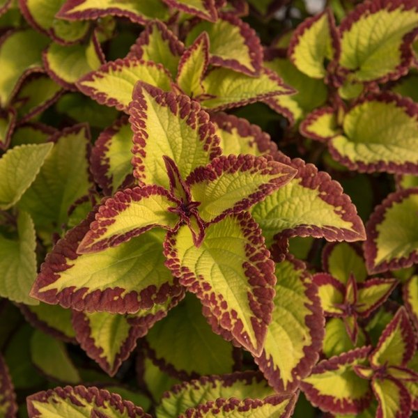 Velvet Stained Glassworks Coleus