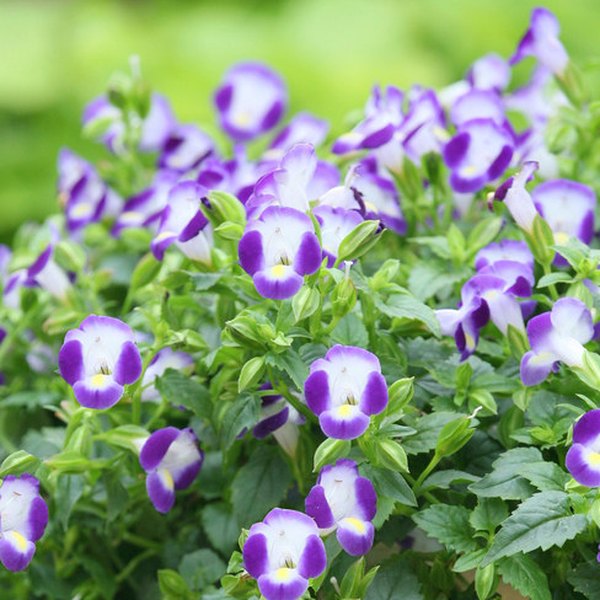 SummerWave Torenia