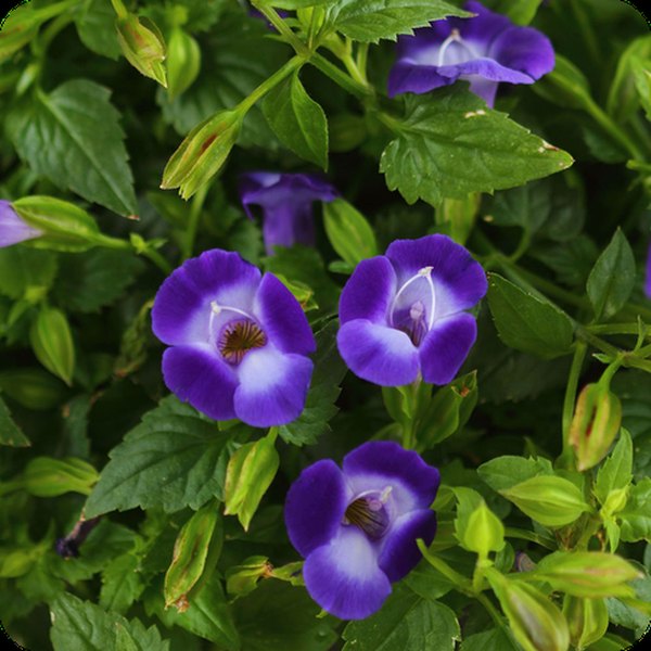 Deep Blue SummerWave Torenia