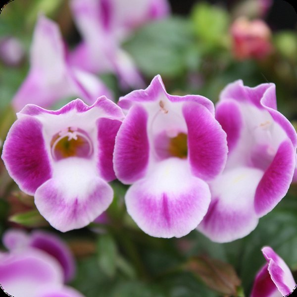 Deep Rose SummerWave Torenia