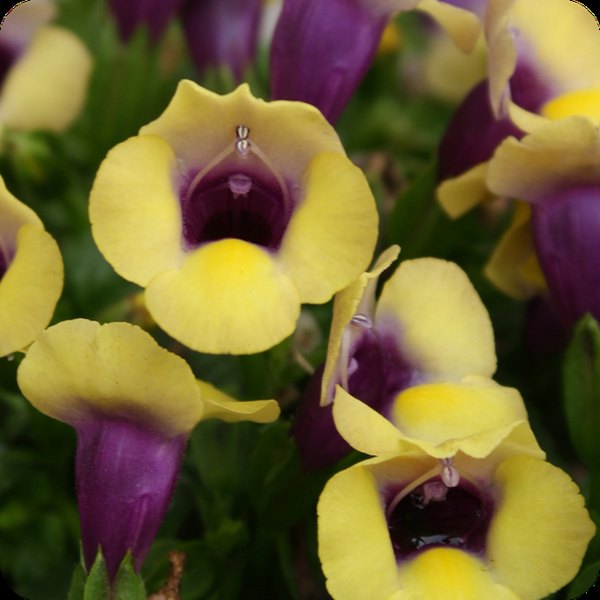 Gold SummerWave Torenia
