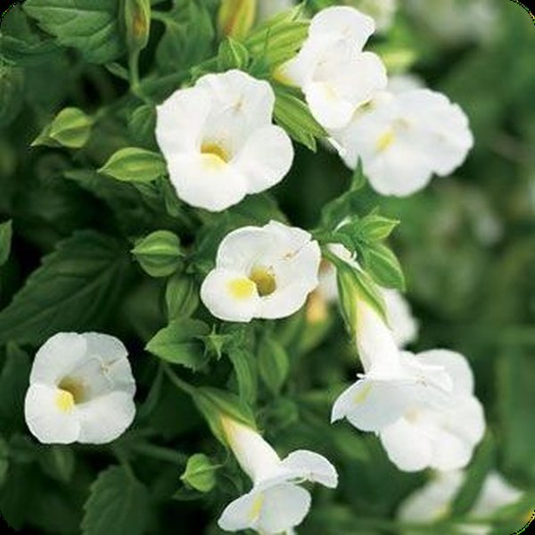 White SummerWave Torenia