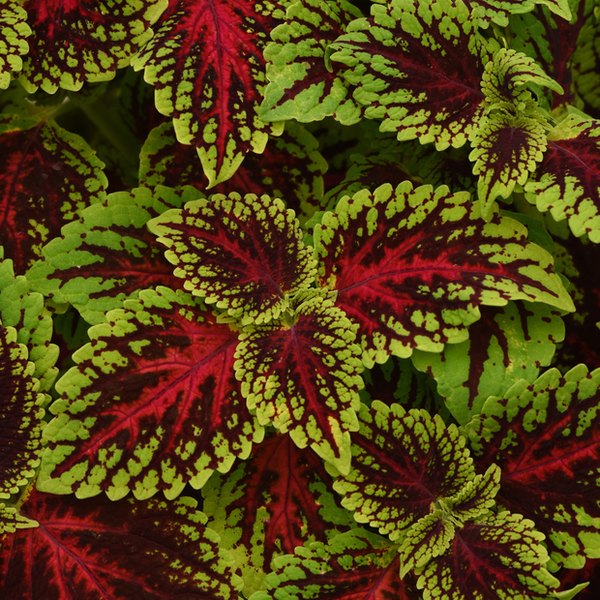 Dragon Heart Sun Coleus