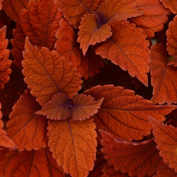 Inferno Sun Coleus