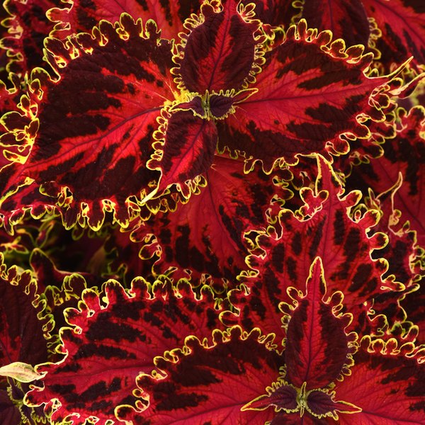Solar Flare Sun Coleus
