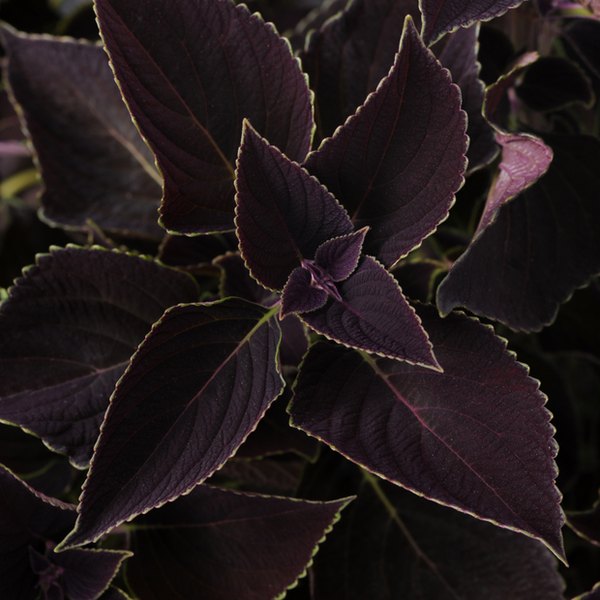 Vino Sun Coleus