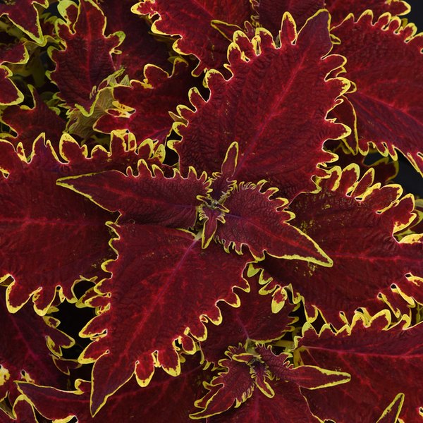 Vulcan Sun Coleus