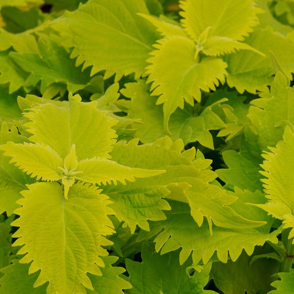 Wasabi Sun Coleus