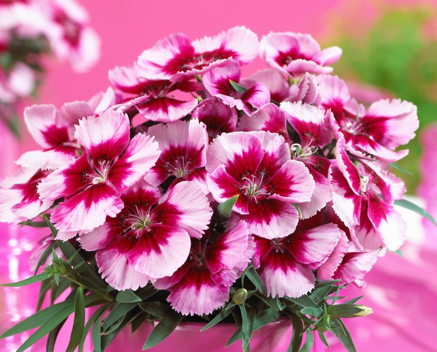 Super Parfait Dianthus