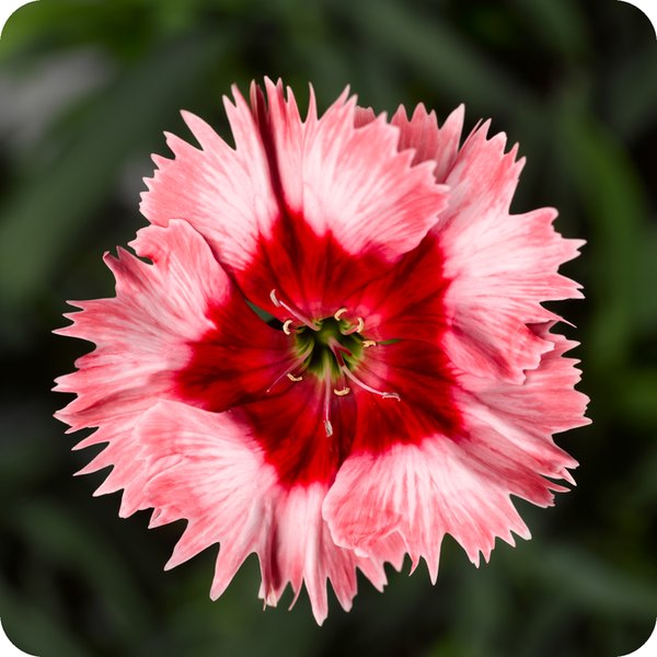 Strawberry Super Parfait Dianthus