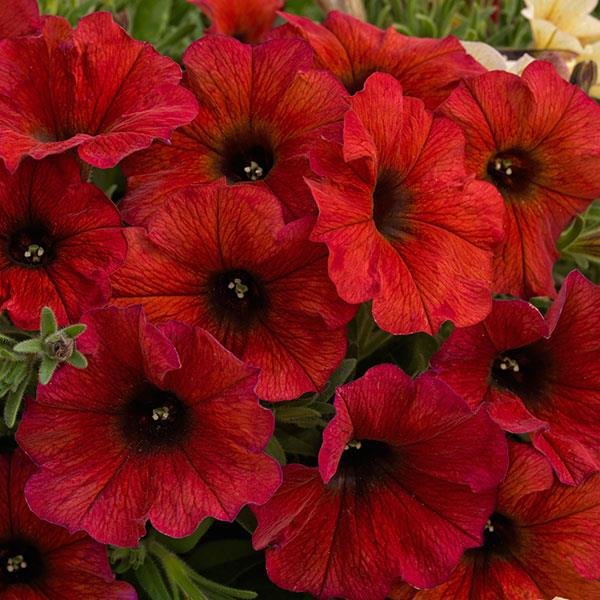 Bordeaux SuperCal Petunias