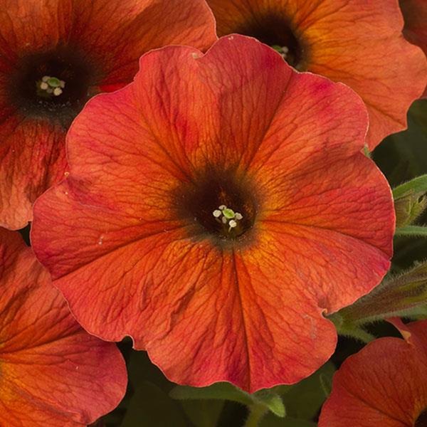 Cinnamon SuperCal Petunias