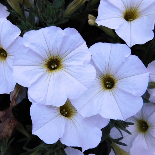 Pearl White SuperCal Petunias