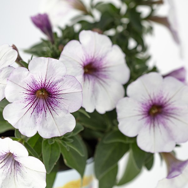 Purple Ice SuperCal Petunias