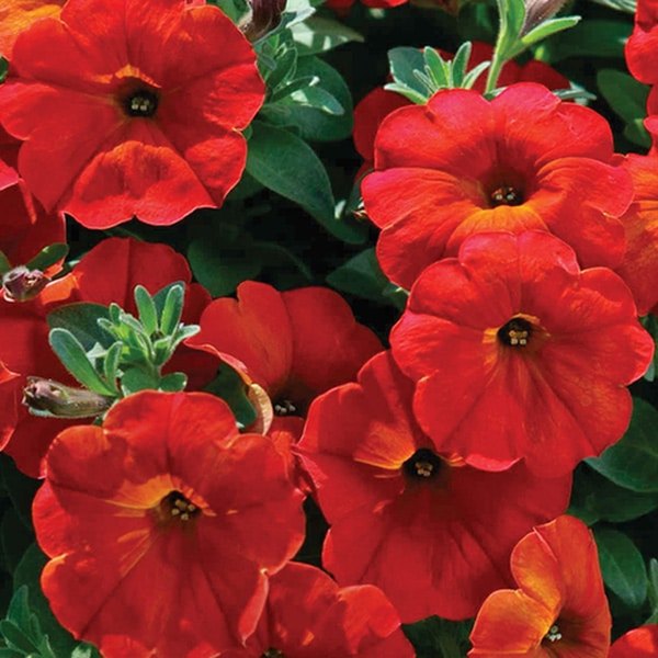 Red Maple SuperCal Petunias
