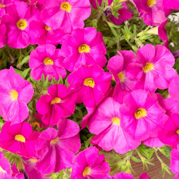 Shocking Pink SuperCal Petunias