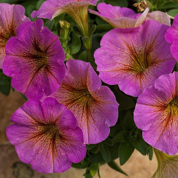 Sunray Pink SuperCal Petunias