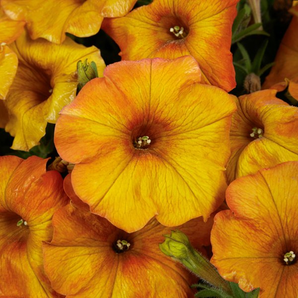 Sunset Orange SuperCal Petunias