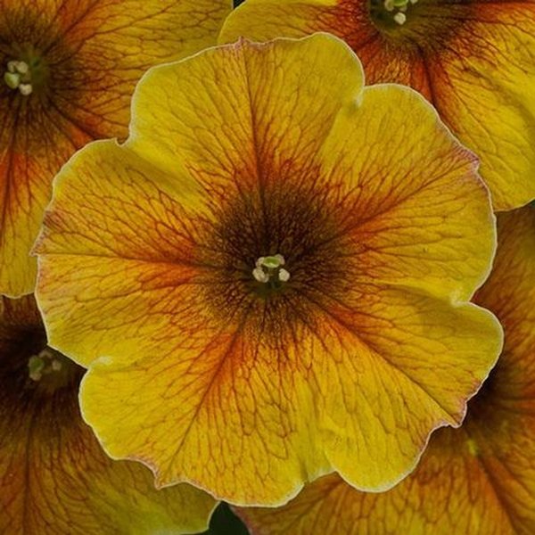 Yellow SuperCal Petunias