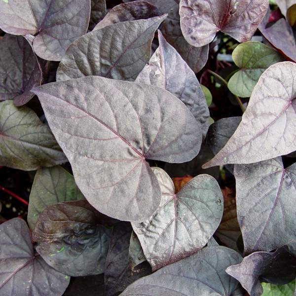 Sweet Potato Vine