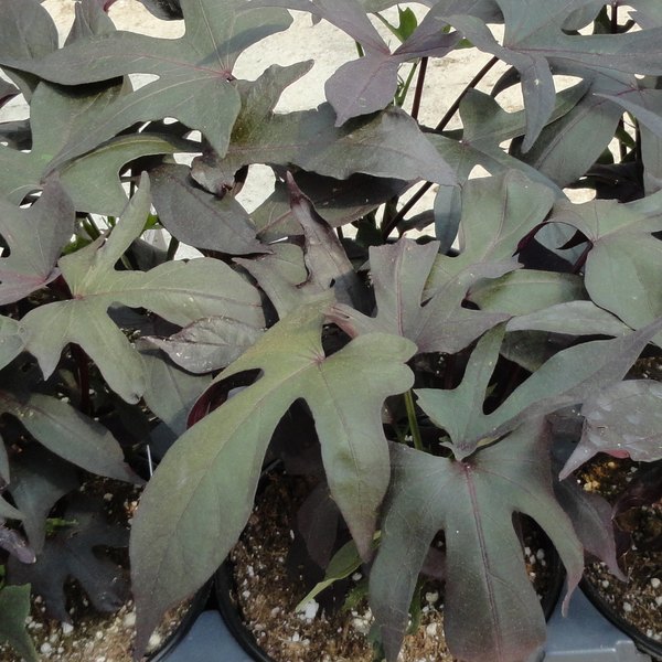Sweet Potato Vine