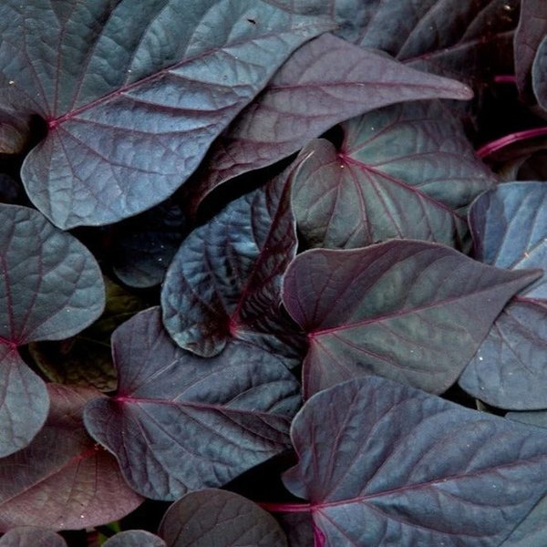 Georgia Purple Heart Sweet Ipomoea