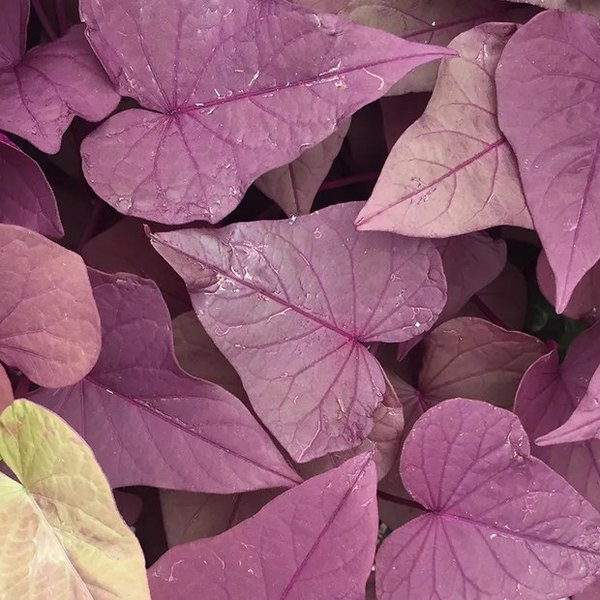 Georgia Red Heart Sweet Ipomoea