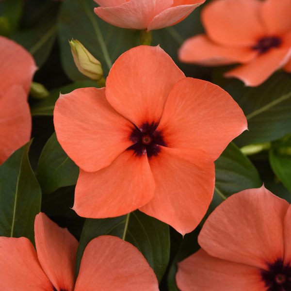 Orange Tattoo Vinca