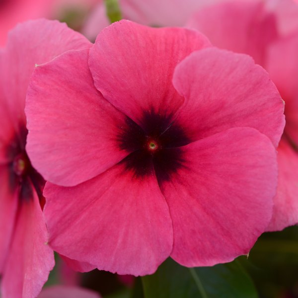 Raspberry Tattoo Vinca