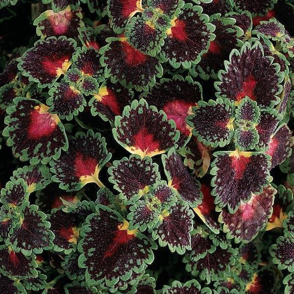 Trailing Lava Rose Trailing Coleus