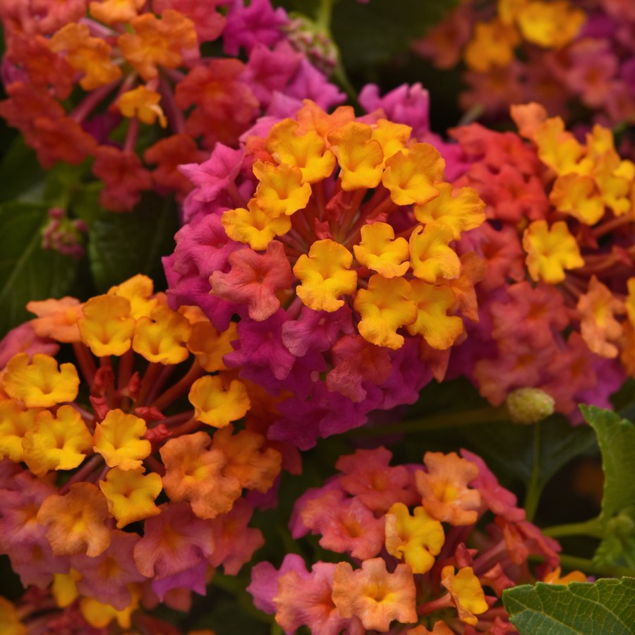 Trailing Lantana