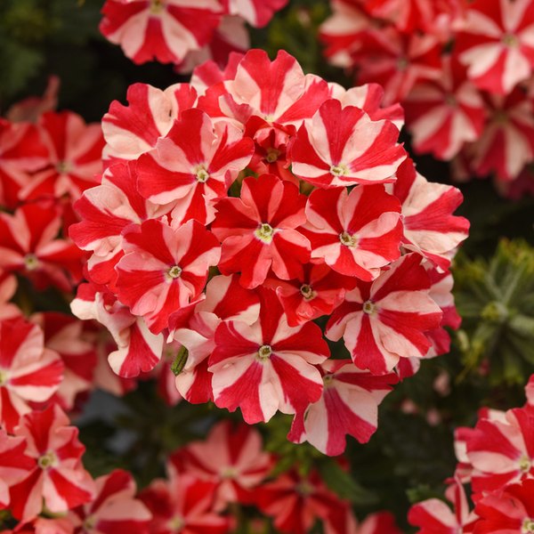 Peppermint Firehouse Verbena