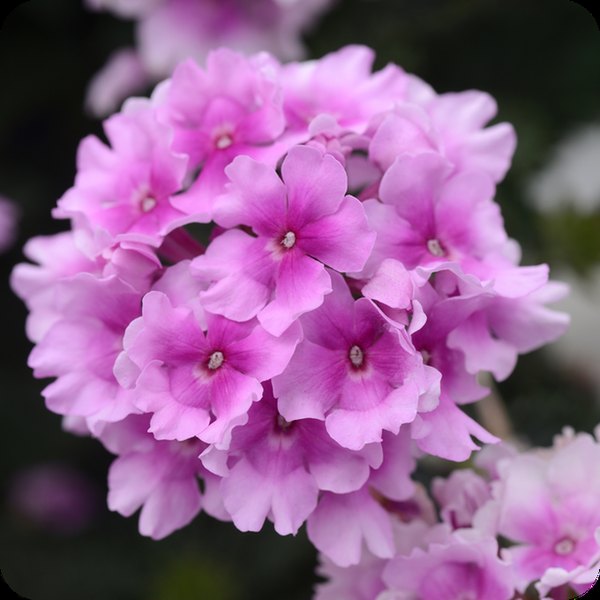 Pink Bicolor Endurascape Verbena