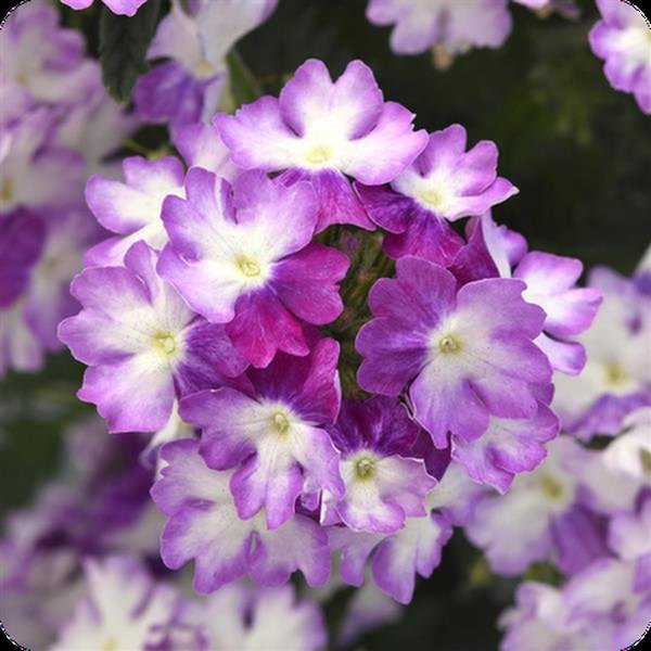 Purple Fizz Endurascape Verbena