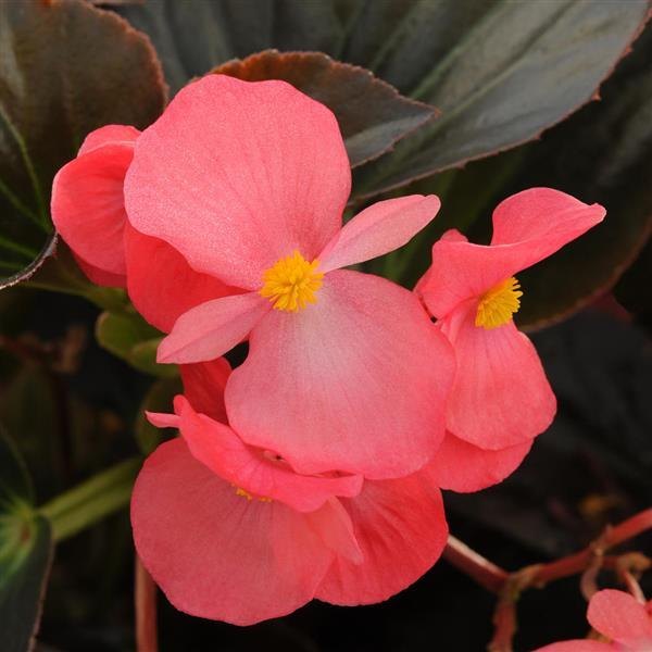 Bronze Leaf Rose Whopper Begonia