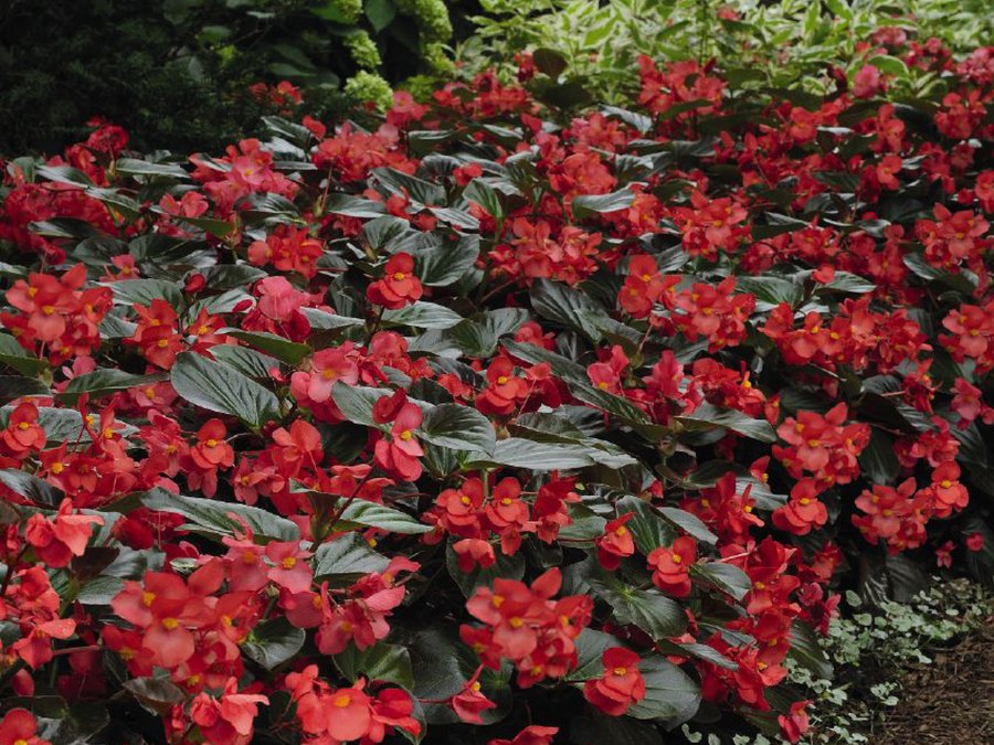 Whopper Begonia
