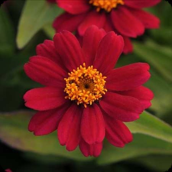 Cherry Zahara Zinnia
