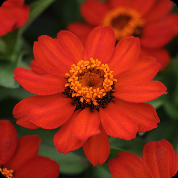 Fire Zahara Zinnia