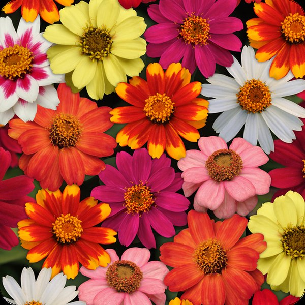 Mix Zahara Zinnia