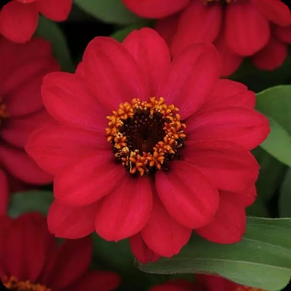 Raspberry Zahara Zinnia