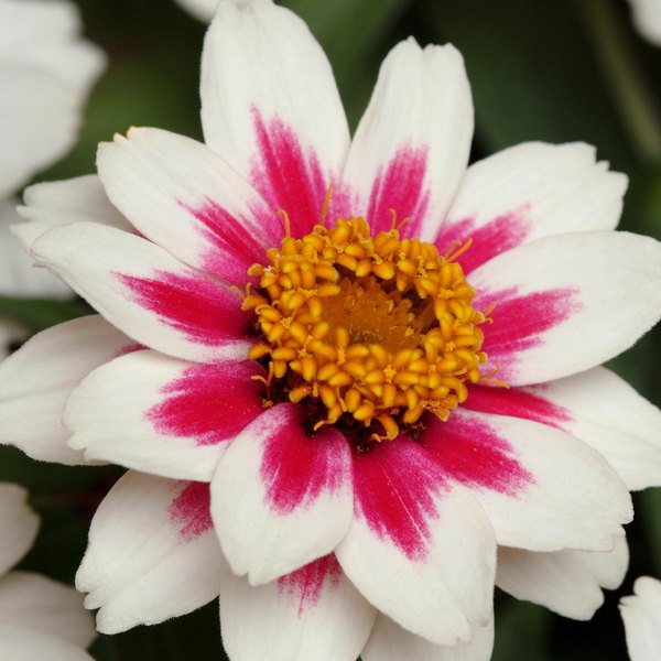 Starlight Rose Zahara Zinnia