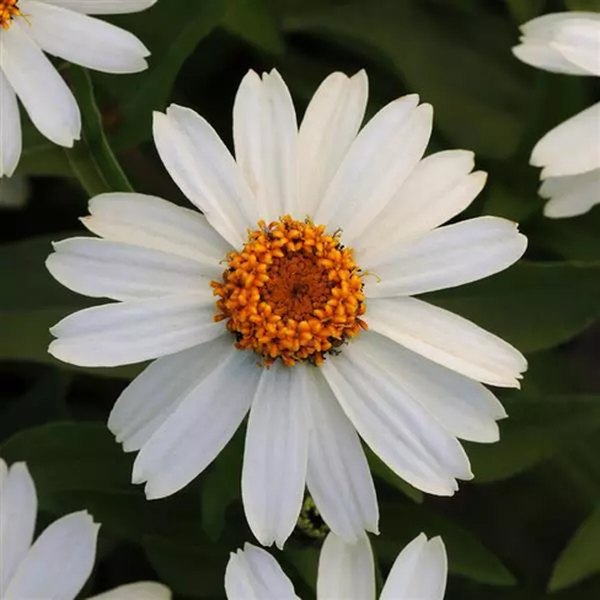 White Zahara Zinnia