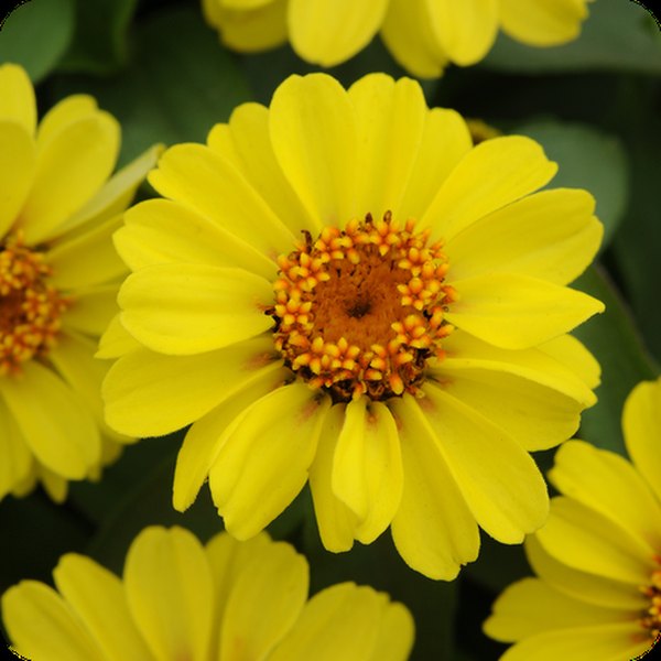 Yellow Zahara Zinnia