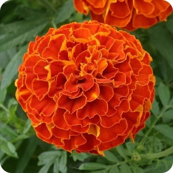 Red Zenith Marigolds