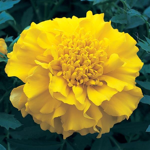 Yellow Zenith Marigolds