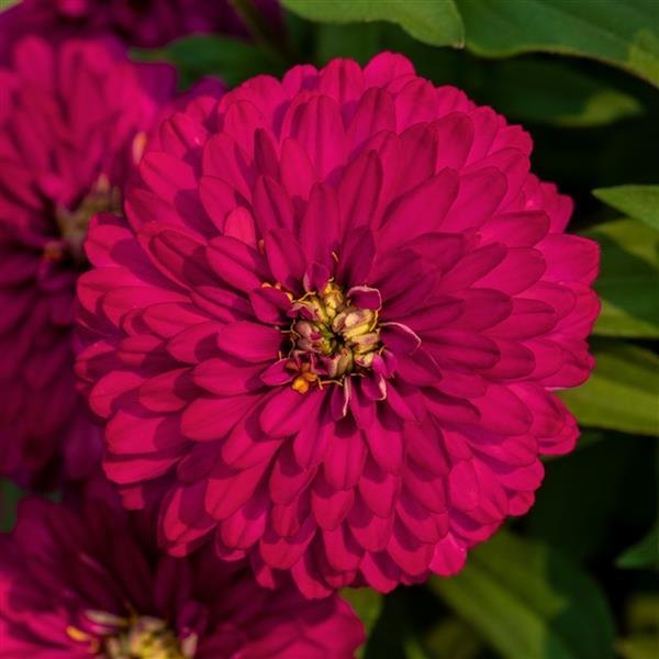 Zinnia: Profusion and Zydeco