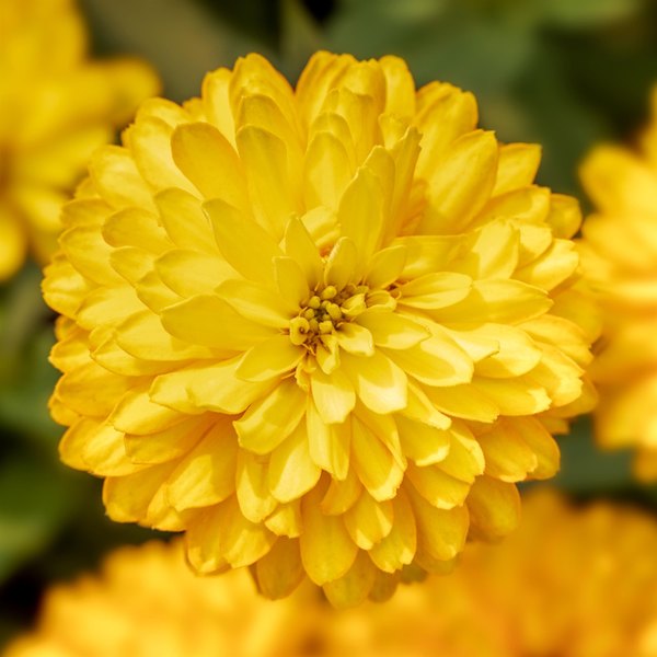 Deep Yellow Zydeco Zinnia